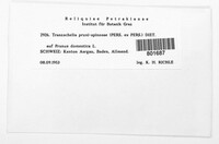 Tranzschelia pruni-spinosae image